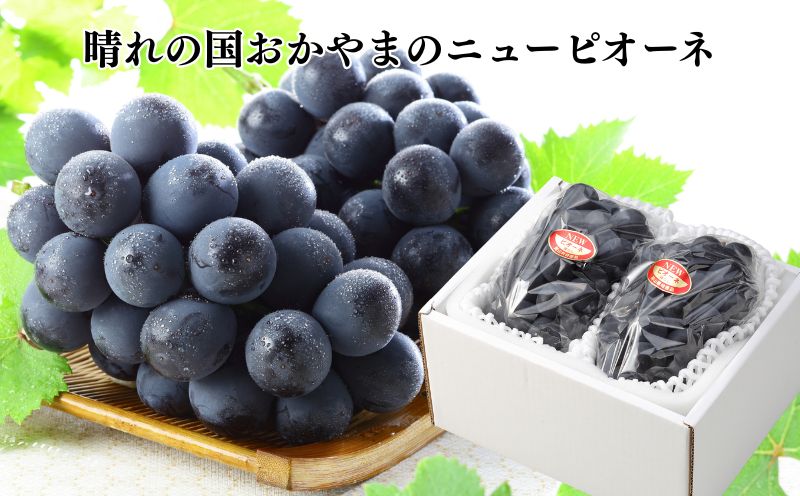 【2027年先行予約】岡山県産 ニューピオーネ 約500g×2房 約1kg | フルーツ 果物 くだもの ぶどう ブドウ ニューピオーネ 国産 岡山県産 食品 人気 おすすめ ギフト 贈り物 贈答品 