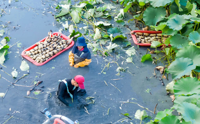 【土壌からとことんこだわり】白石町産 洗いれんこん約1kg【野中農園】 [IDC004]