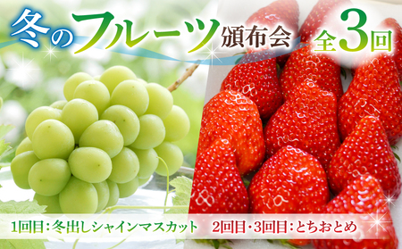 とうみの果物冬のフルーツ頒布会（３回コース）冬出しシャインマスカットといちごの頒布会 | シャインマスカットいちご信州シャインマスカットいちご定期便シャインマスカットいちごシャインマスカットいちご
