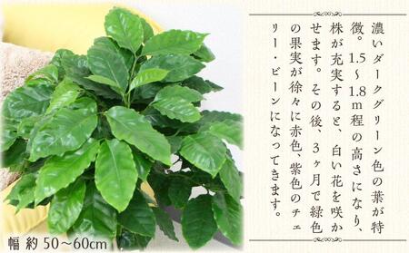 【観葉植物】コーヒーの木 7号 ホワイトスクエア陶器G 土の表面:ウッドチップ ｜観葉植物 インテリア 部屋 おしゃれ 福岡県筑前町 送料無料