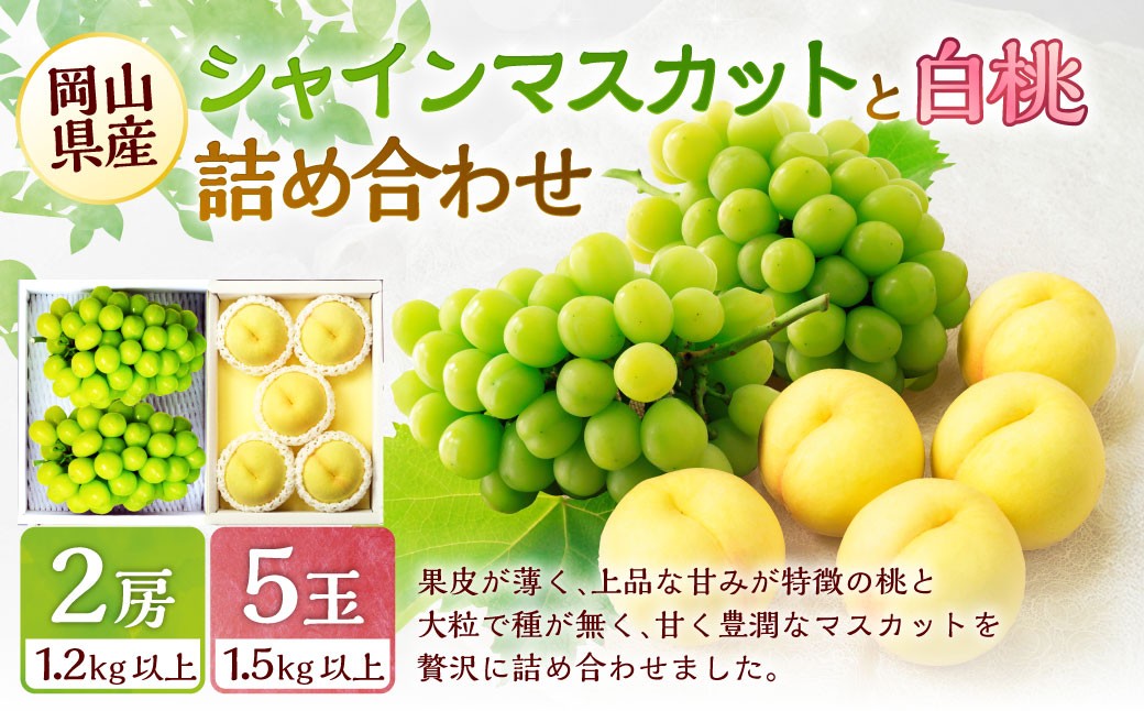 
            桃 ぶどう 2026年 先行予約 岡山 白桃 5玉と シャイン マスカット 2房 詰合せ 合計2.7kg以上  【2026年7月上旬～8月上旬 発送予定】 もも 葡萄 岡山県産 国産 フルーツ 果物 環山堂 くだもの お取り寄せ 贈り物 ギフト 国産
          