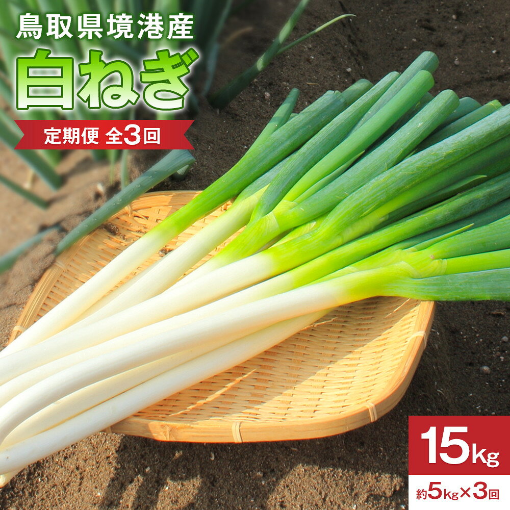 【ふるさと納税】＜定期便・全3回＞＜先行予約受付中！2026年11月上旬～2027年3月下旬発送予定＞白ねぎ(約5kg×3回・計15kg) | 定期便 頒布会 野菜定期便 白ねぎ 白ネギ 長ねぎ 長ネギ 定期配送 3回配送 大容量 まとめ買い