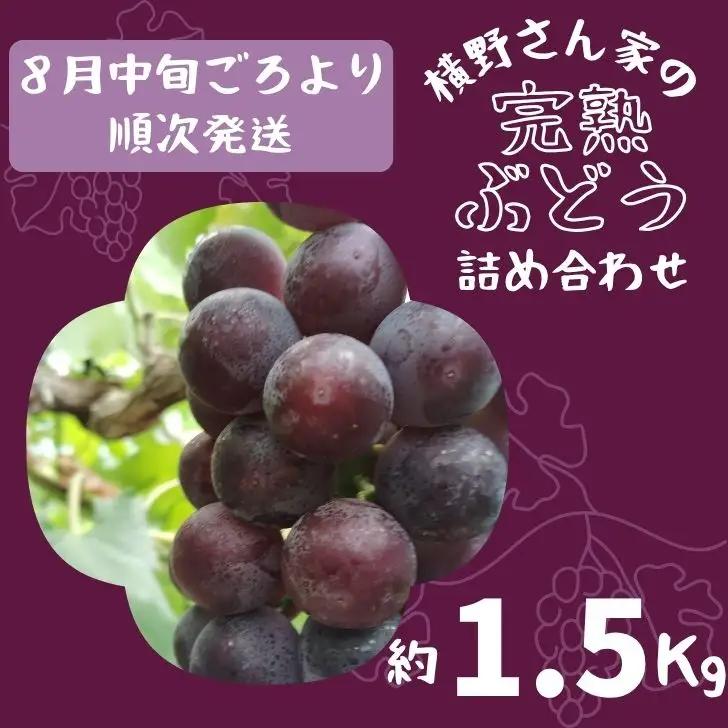 BV1　横野さん家の「完熟ぶどう」の詰合せ　約 1.5㎏ 【 数量限定 ブドウ 葡萄 詰め合わせ セット 贈答 藤稔 紫玉 ピオーネ シャインマスカット ギフト 自宅用 】
