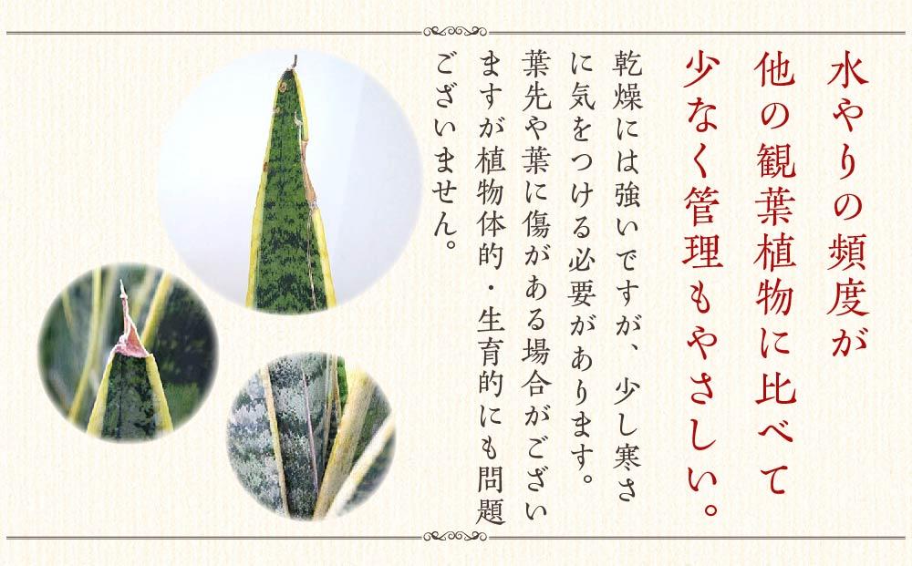 【観葉植物】サンスベリア 7号 ホワイトスクエア陶器鉢SW 高さ：約70cm～1m ｜観葉植物 インテリア 部屋 おしゃれ 福岡県筑前町 送料無料