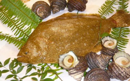 宗麟ひらめ・サザエの詰合せセット  ヒラメ 平目 鮃 刺身 刺し身 生魚 新鮮 大分県産 九州産 津久見市 国産【tsu002603】