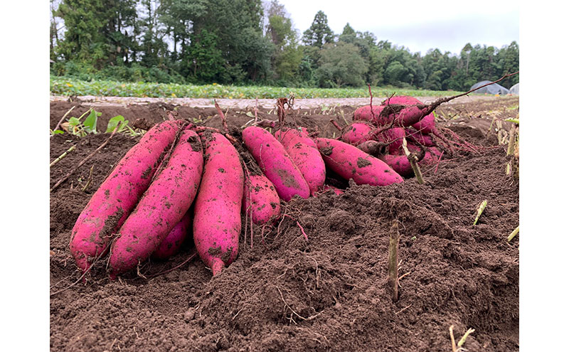 べにはるか5kg　紅はるか サツマイモ さつまいも 芋 千葉県 成田市