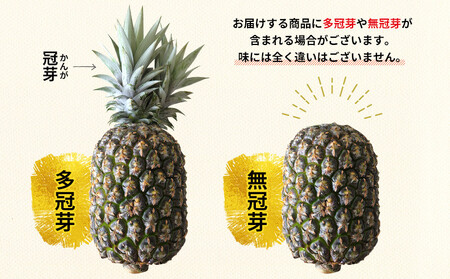 パイナップル ゴールドバレル 4～6玉 ふくしま農園