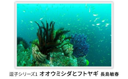 オリジナルプリント長島敏春オオウミシダとフトヤギオリジナルプリント【フレーム付き】