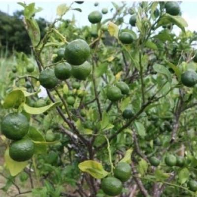 ふるさと納税 伊仙町 シークニン粉末　100g×1袋 |  | 01