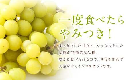【訳あり】農園直送！ シャインマスカット 約1kg 【2026年8月発送予定】 ぶどう マスカット 果物 フルーツ