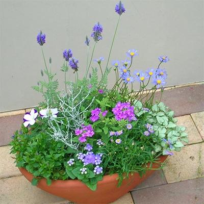 ふるさと納税 朝倉市 【母の日ギフト】ブルー・パープルの爽やかな色合いで統一、季節のお花寄せ植え