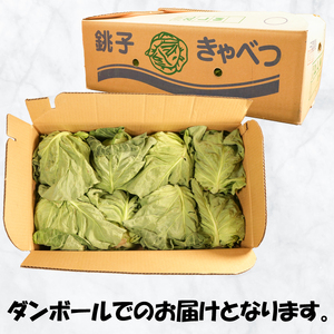 【先行予約】 春キャベツ 8玉  キャベツ キャベツ キャベツ キャベツ キャベツ 小野商店