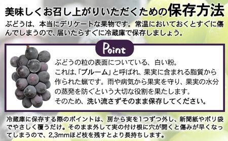 先行予約 旬の ぶどう 詰め合わせセット 約1.5kg 水車の里フルーツトピア 期間限定 岡山県 矢掛町 葡萄 果物 スイーツ フルーツ デザート《9月上旬-9月末頃出荷》