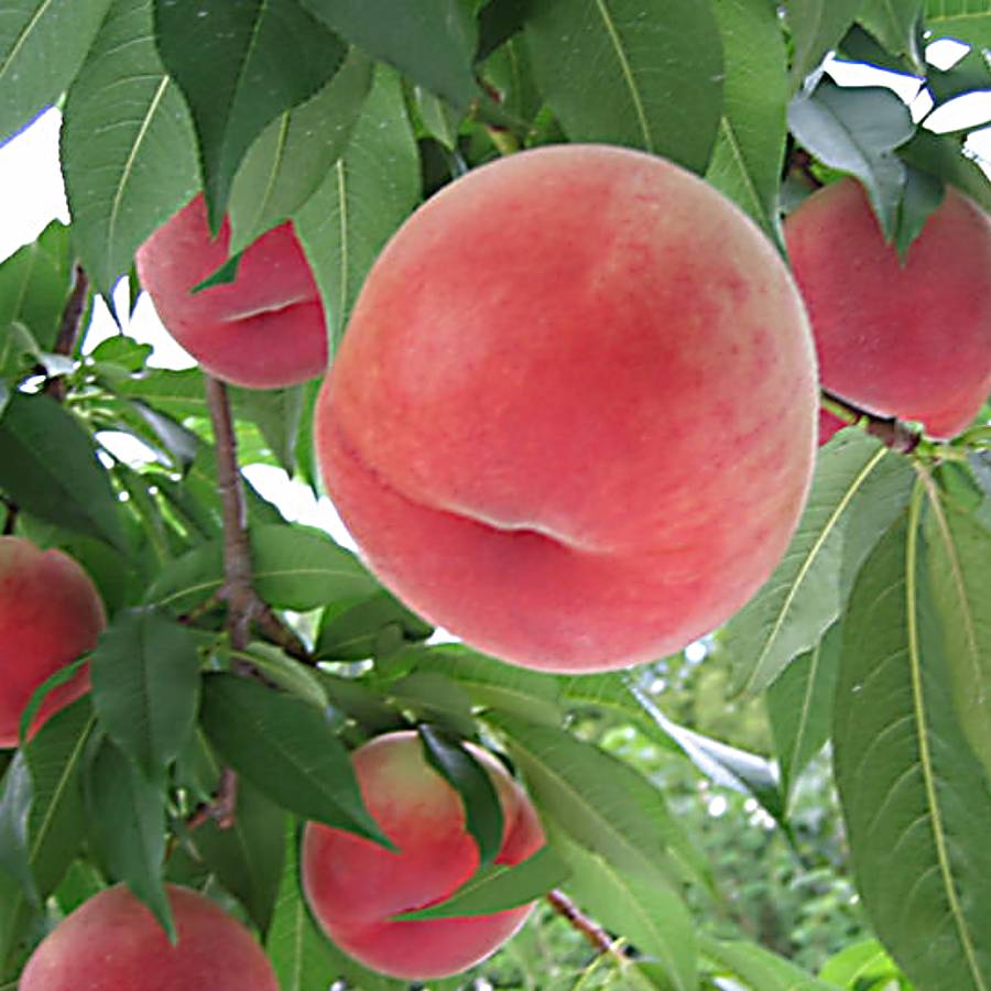 【もったいない！を食べよう】飛騨桃 品種はおまかせ 2.6kg