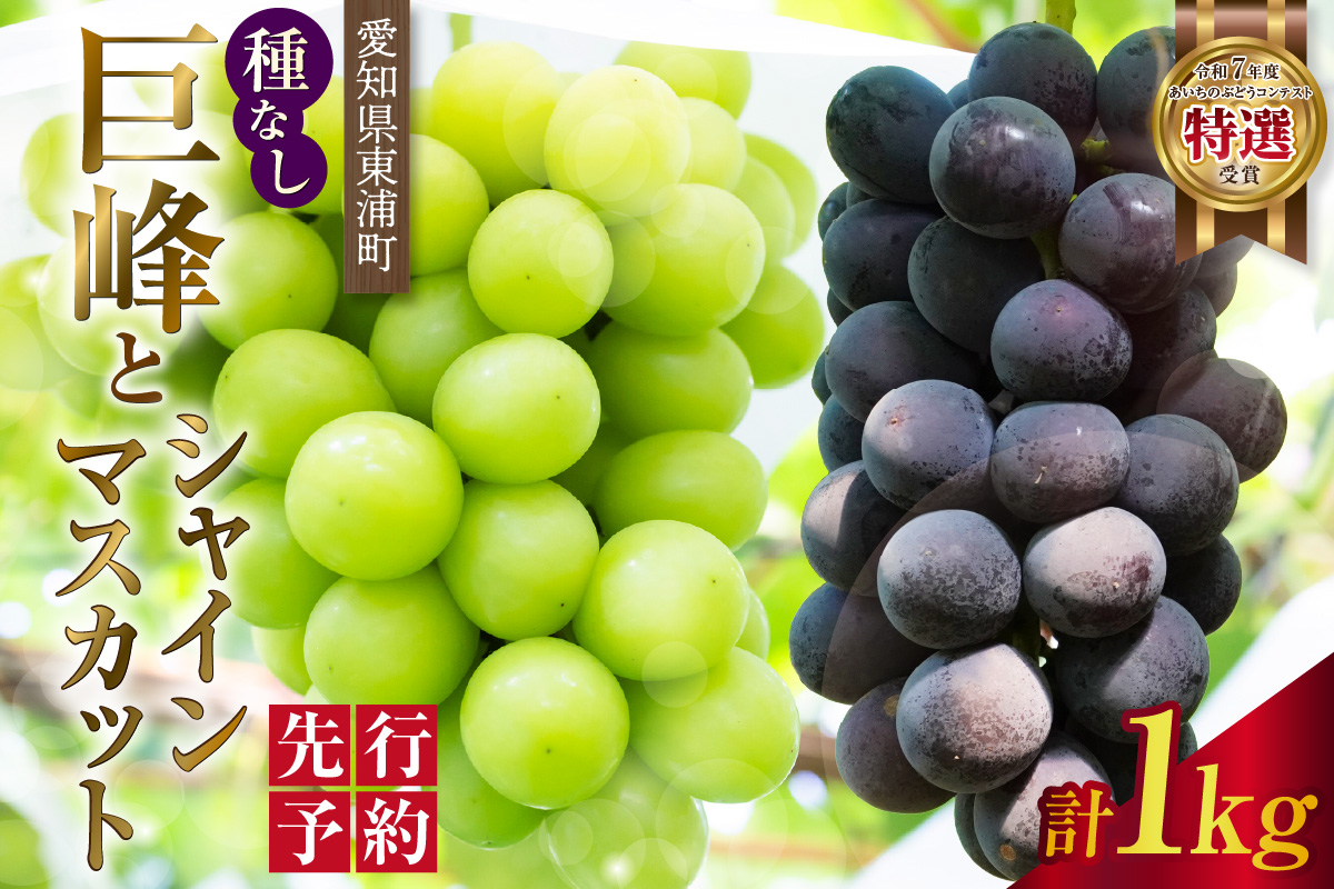【先行予約】【2026年8月発送】東浦町産 種なし巨峰とシャインマスカット(約1kg)｜ぶどう 葡萄 ブドウ 巨峰 グレープ 種なし シャインマスカット マスカット 受領歴 贈答 贈り物 果物 新鮮 朝採り 直送 高糖度 甘いフルーツ 旬 ギフト 愛知県 東浦町