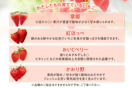 【2026年1月～実施】 いちご狩りチケット 幼児（3歳以上小学校入学前）1名様 苺 イチゴ 苺狩り レジャー 体験チケット お出かけ 愛知県 知多市