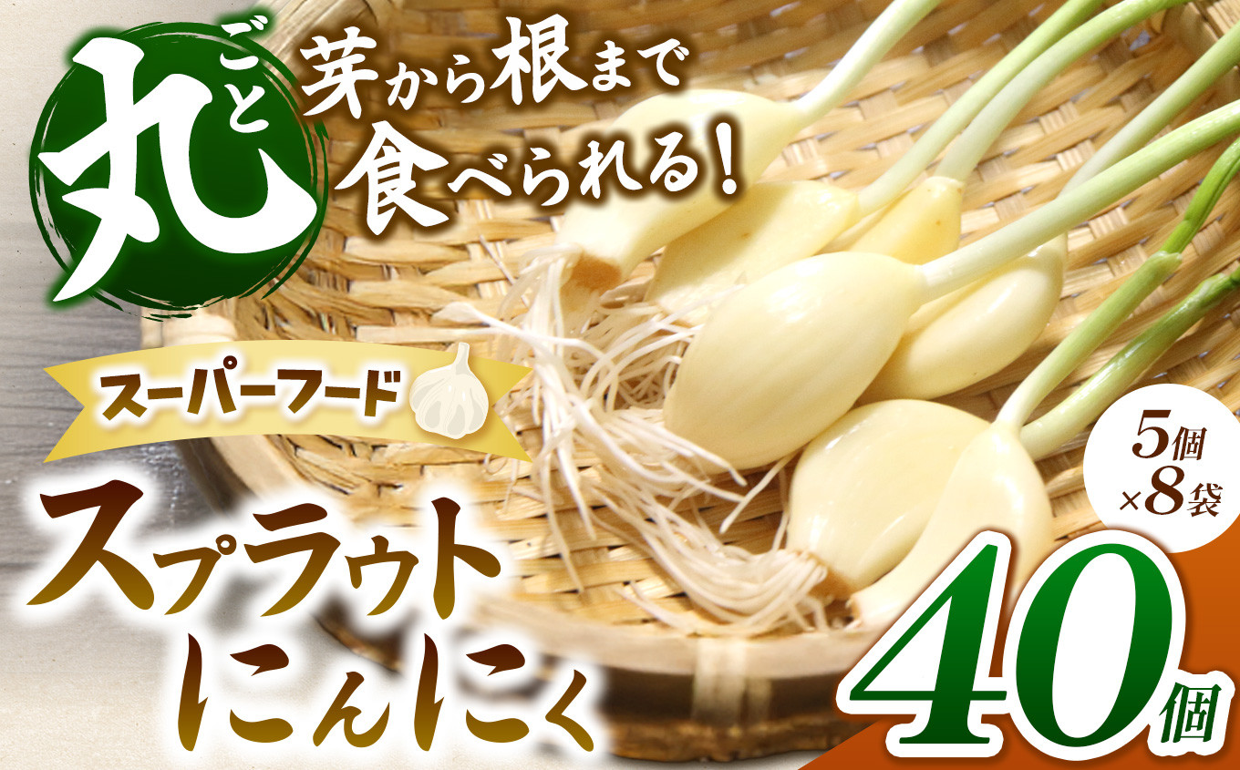 
無農薬水耕栽培 スプラウトにんにく 8袋40個セット（1袋5個入り）｜ふるさと納税 長野県 松本市 農薬不使用 水耕 野菜 サラダ にんにく セット 安全 安心 美味しい
