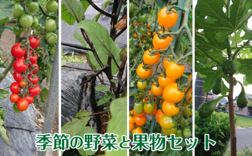 
季節の野菜と果物セット [No.281] ／ やさい くだもの 岐阜県 特産
