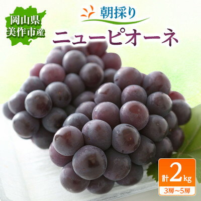 【ふるさと納税】朝採りニューピオーネ2kg(3房～5房)【配送不可地域：離島】【1117968】