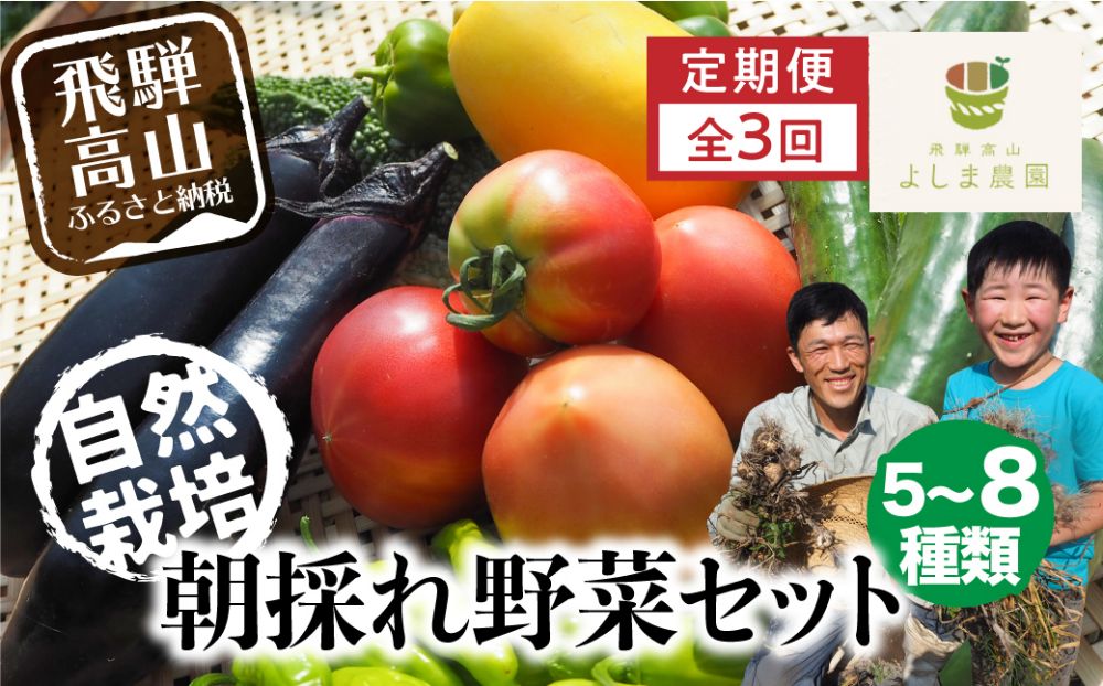 【先行予約】【野菜定期便 7～11月のうち3ヶ月間（全3回）】 朝採れ 野菜セット 5～8種 | 自然栽培 おまかせ トマト ナス キュウリ ゴーヤ オクラ ネギ ししとう 冬瓜 ジャガイモ 玉ねぎ 飛騨高山 よしま農園 CK100