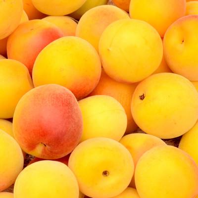 ふるさと納税 上富田町 厳選南高梅 フレッシュ青梅(生梅)【完熟】10kg 大サイズ 朝取り手選別 黄色 南高梅 梅干用 |  | 02