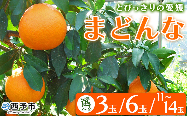 
紅まどんなと同品種！とびっきりの愛媛 まどんな（3玉／6玉／11～14玉） マドンナ 愛媛果試第28号 果物 柑橘 フルーツ 期間 旬 季節限定 特産品 産地直送 片山果樹園 西宇和 愛媛県 西予市【常温】
