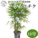 【ふるさと納税】緑の匠が選んだ観葉植物 素敵な空間づくりに シュロチク 10号【E7-003】 シュロチク 観葉植物 インテリア 植物 新築祝い 贈り物 開店祝い 引っ越し祝い 送料無料