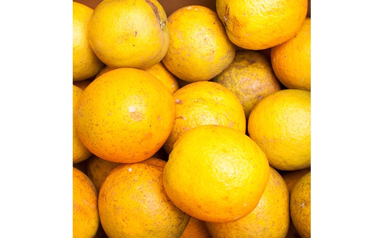 家庭用 バレンシアオレンジ1kg+250g（傷み補償分）