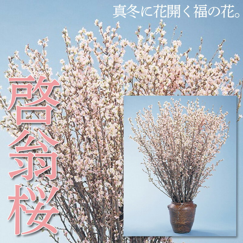 【ふるさと納税】山形市産「啓翁桜」80cm(2〜3本入)×7袋 FZ26-829