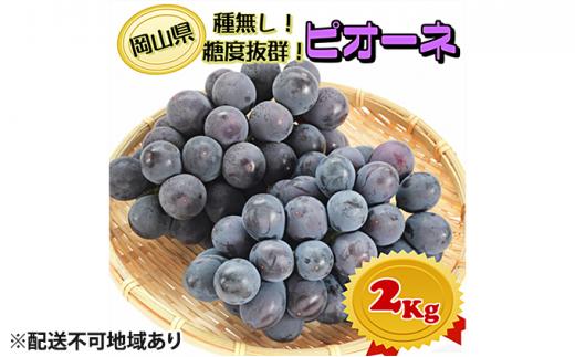 ぶどう 2025年 先行予約 ニュー ピオーネ【8月発送分】約2kg（2房～5房）秀品 糖度抜群！ 種無し ブドウ 葡萄 岡山県産 国産 フルーツ 果物 ギフト