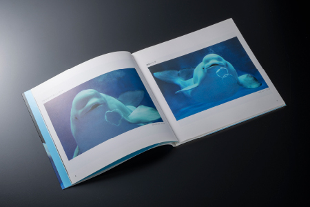 AQUAS アクアスの仲間たち 小林茂雄写真集｜本 写真集 しまね海洋館アクアス 海洋館 水族館 海の生き物 生き物 イルカ ペンギン サメ エイ 子供 孫 KS-1
