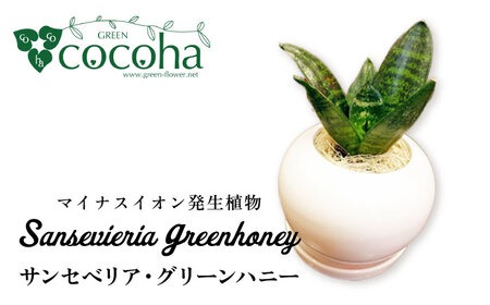 マイナスイオン発生植物『 サンセベリア ・ グリーンハニー 』 糸島市 / cocoha [AWB033] サンスベリア 観葉植物 おしゃれ 小型 鉢 マイナスイオン サンセベリア ギフト