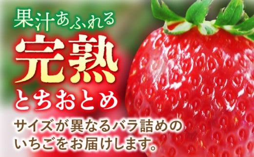 【先行予約】【数量限定200セット】嘉山農園の完熟バラ詰めいちご とちおとめ（260g×2パック）イチゴ 苺 フルーツ 果物 いちご 大粒 大容量 たっぷり 2パック 完熟 とちおとめ 農園 小分け 