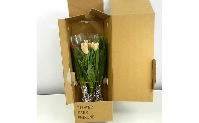 フラワーファームしろねのチューリップ切花30本おすすめアソート（3品種×各10本） チューリップ 花束 植物 フラワー 花