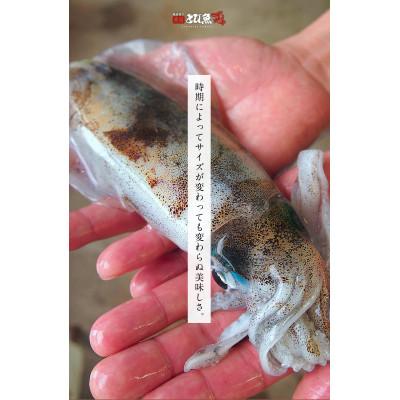 ふるさと納税 若狭町 若狭湾産 アオリイカ3〜8杯 スミ抜き/冷凍(1.5kg程) |  | 03