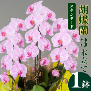 【 胡蝶蘭 】 胡蝶蘭3本ピンク