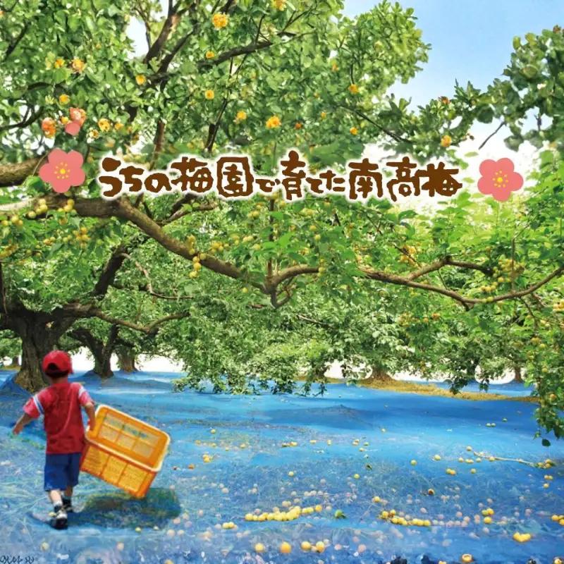 本場紀州　白龍梅1.5kg＆ねり梅　yokosho008A【yokosho008A】