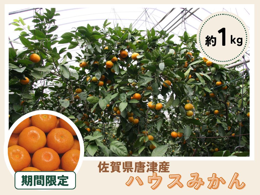 
                  【2026年6月以降発送】唐津産　ハウスミカン 1kg / 佐賀県 /佐賀県農業協同組合　さが風土館季楽直販本店  [41AABE117]
                