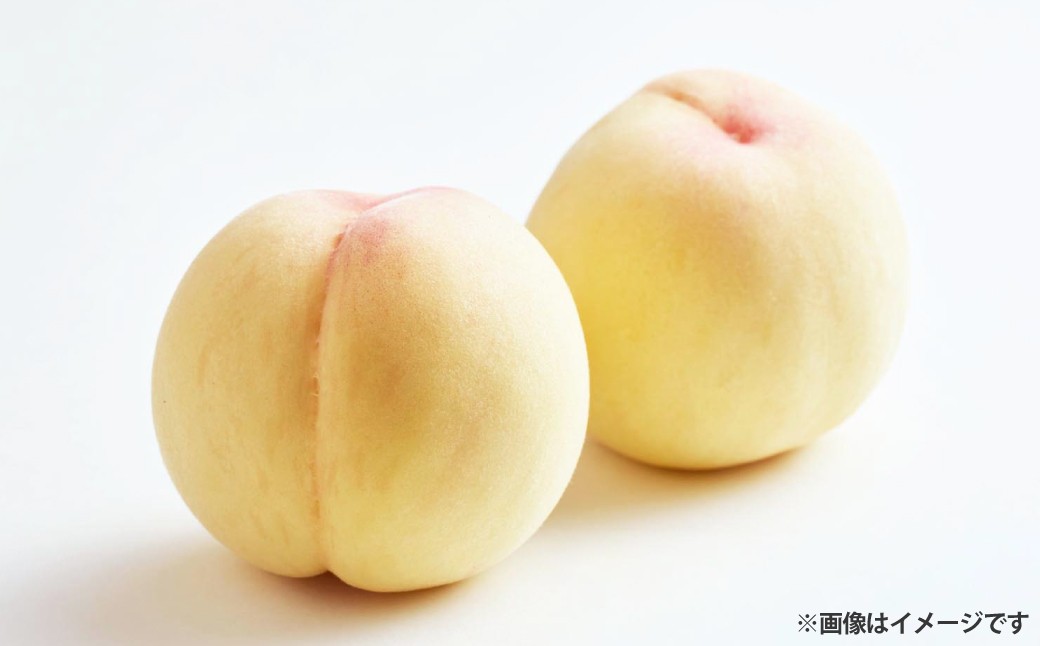 
                  【 ご家庭用 】 岡山白桃 5～7玉 （ 約1.5kg以上 ） 白桃 もも モモ 桃 くだもの 果物 フルーツ 果実 果汁 果肉 甘み 香り 食感 国産 岡山県産 旬 【 2026年6月下旬～8月下旬発送予定 】
                