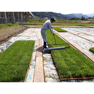 ふるさと納税 糸魚川市 新潟県産 糸魚川産令和8年産 コシヒカリ 100% 精米 5kg |  | 01
