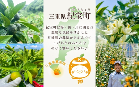 【先行予約】 マルチ栽培 紀宝町産 温州みかん 約3kg サイズおまかせ / 数量限定 みかん ミカン 蜜柑 温州みかん フルーツ 果物 くだもの 柑橘 予約 産地直送 農家直送【mkt001】