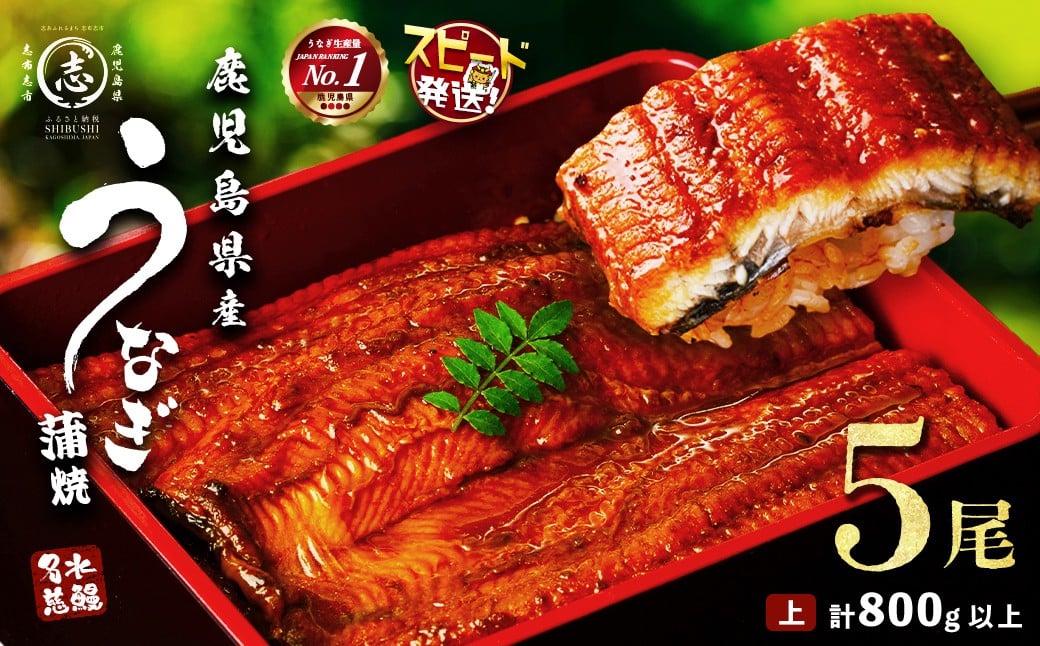 
                  【10営業日以内に発送】鰻 養殖 日本一！ 鹿児島県産 うなぎ 蒲焼 5尾 (計800g以上) 名水慈鰻 たれ・山椒付き うなぎ 鰻 ウナギ 5尾 かばやき うな重 ひつまぶし 冷凍 国産 鹿児島 【丑の日までに配送】【志布志市制20周年記念】
                