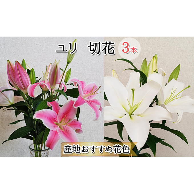 フラワーファーム しろねのユリ 切花3本（産地おすすめ花色）5～7月発送 植物 切り花 ゆり 白い花 ピンクの花 花束 