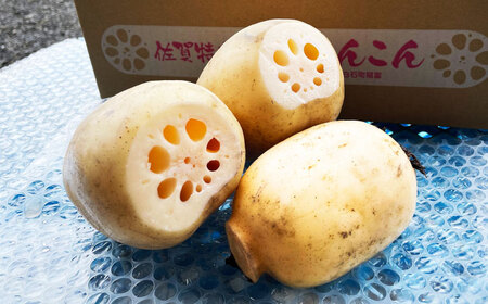 【金賞受賞！】真空パック 松尾青果のこだわり白石れんこん 約1kg(4-8個) / 蓮根 野菜 根菜 / 佐賀県 / 松尾青果[41ASAB001]