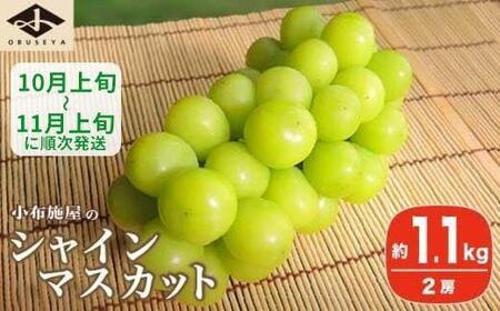 シャインマスカット 約1.1kg 2房 ［小布施屋］ 令和8年産 【2026年10月上旬～11月上旬発送】［A-8b］