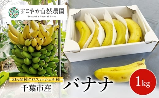 幻の品種 グロスミッシェル種 千葉市産 バナナ 1kg  1月～4月出荷 果物 フルーツ 千葉市 [№5346-1501]