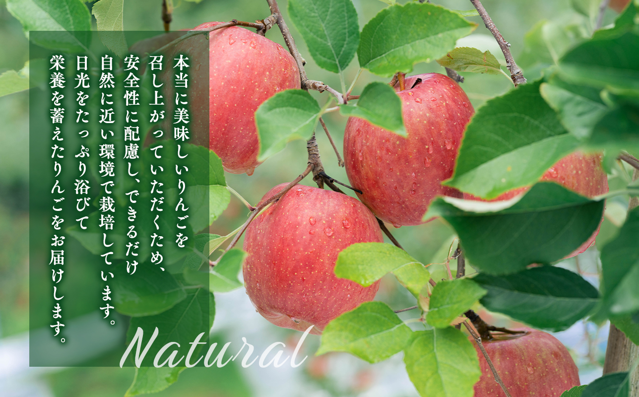年明け 贈答規格 広船の大玉金星約3kg「特A」【広船アップルクラブ】