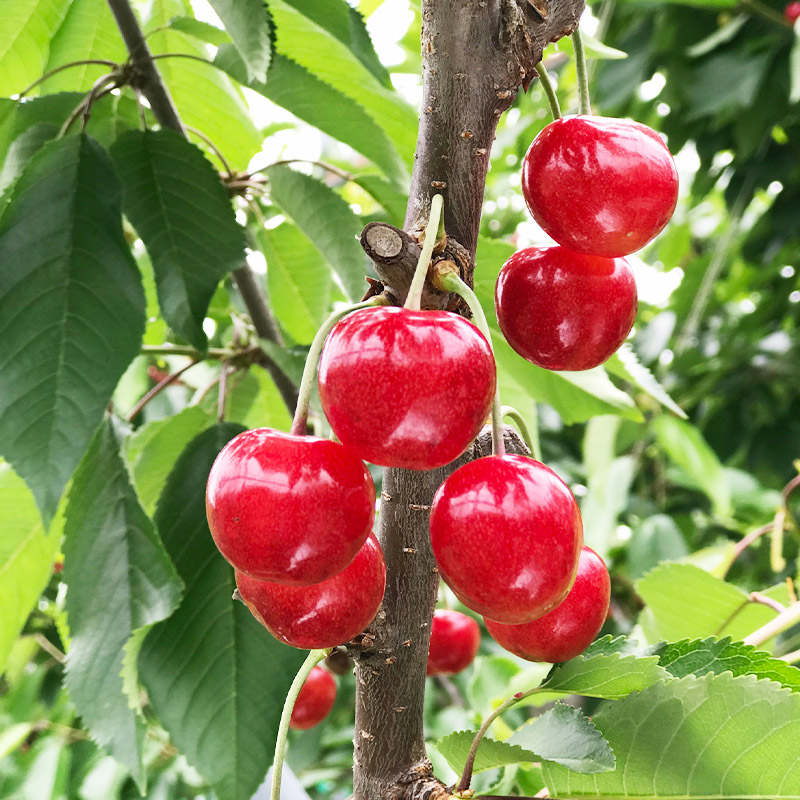 さくらんぼ 「紅秀峰」 300g 特秀品 2Lサイズ 桐箱入 山形産 