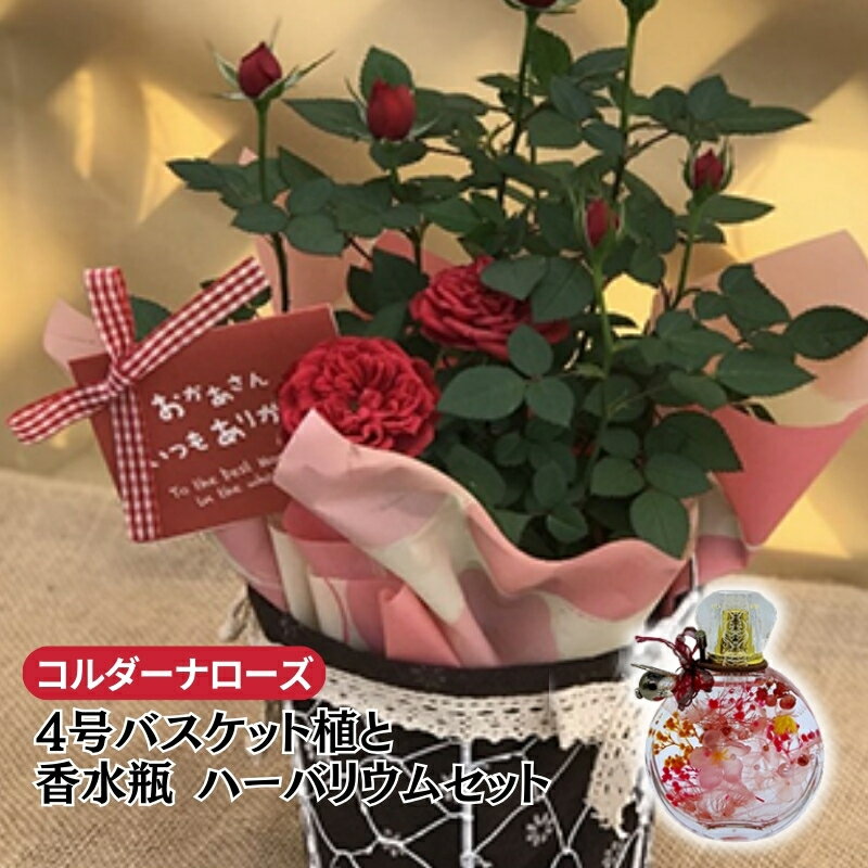 【ふるさと納税】【母の日】ミニバラ（コルダーナローズ）4号バスケット植とおしゃれな「香水瓶」ハーバリウムセット | 薔薇 ばら バラ お花 花 植物 綺麗 おしゃれ 母の日 ギフト 贈答 贈り物 プレゼント ※2026年4月下旬～5月上旬頃に順次発送予定 ※離島への配送不可