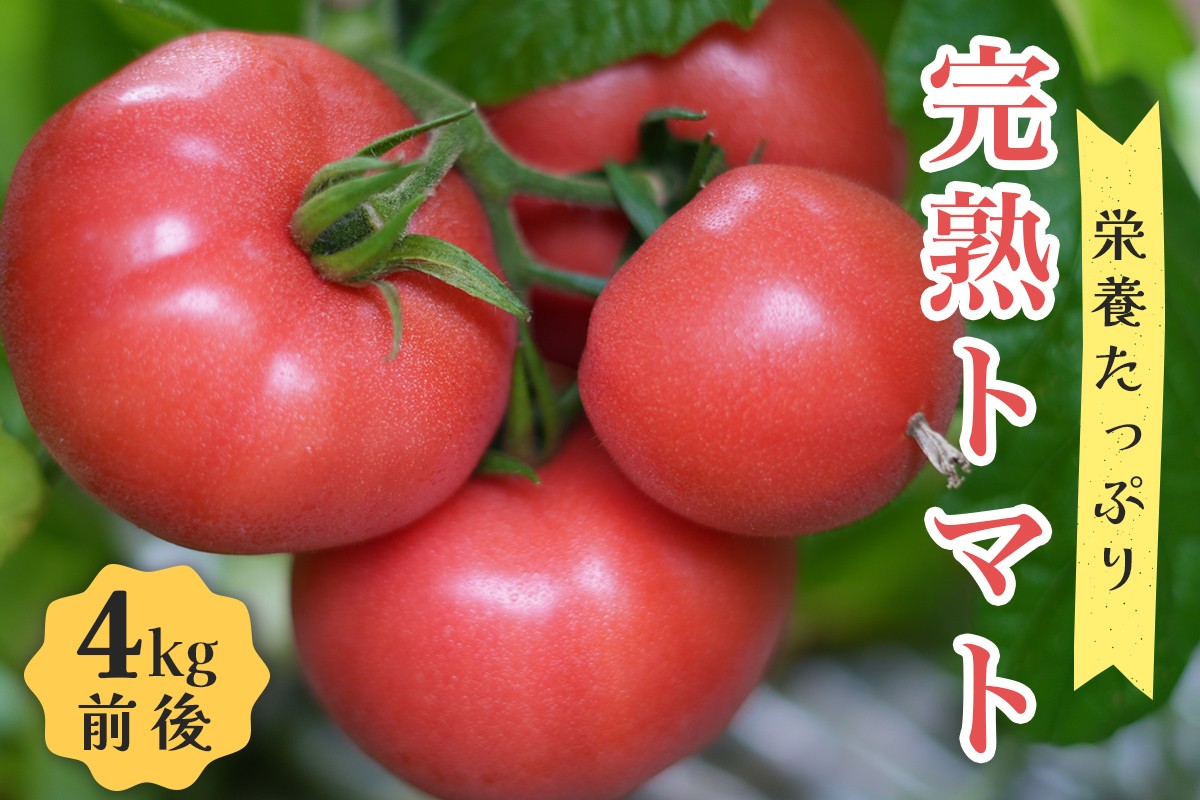 
                  [先行受付] 栄養たっぷり！ トマト農家片野さんちの完熟トマト「れおん」 4kg｜野菜 トマト とまと [0932]
                